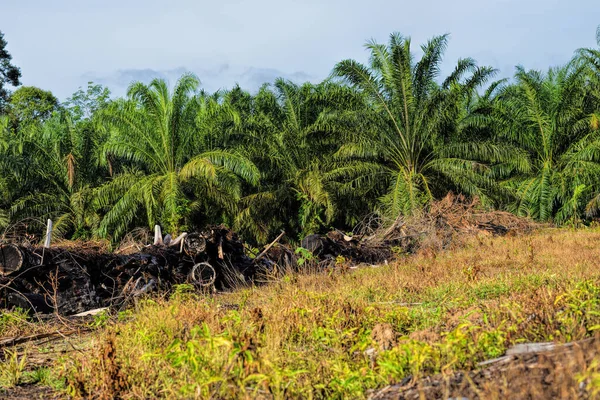 Африканская Нефтяная Пальма Elaeis Guineensis Пальма Растёт Западной Африке Выращивается — стоковое фото