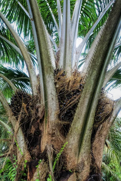 Afrikaanse Oliepalm Elaeis Guineensis Oliepalm Afkomstig Uit West Afrika Maar — Stockfoto