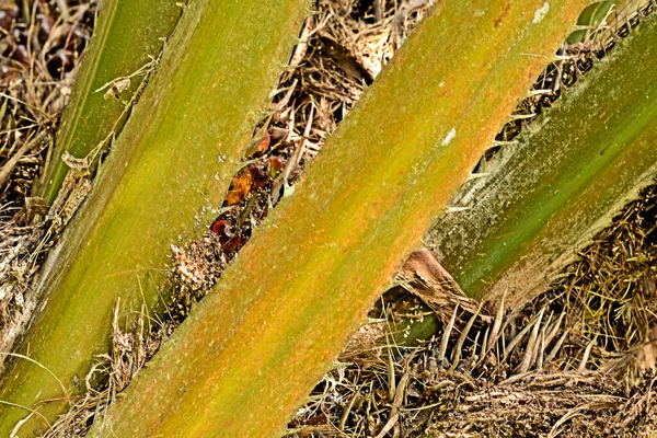 African Oil Palm (Elaeis guineensis). Oil palm originates from west africa but its cultivated in many tropical regions of the world. Indonesia & Malaysia produce about 85% of the palm oil in the world.