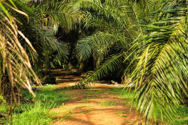 アフリカオイルパーム African Oil Palm オイルパームは西アフリカに起源を持つが 世界の多くの熱帯地域で栽培されている インドネシアとマレーシアは世界のパーム油の約85 を生産しています — ストック写真