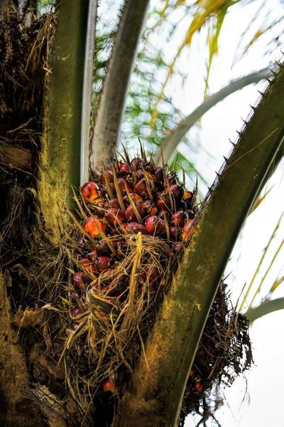 African Oil Palm Elaeis Guineensis Palma Aceitera Origina África Occidental —  Fotos de Stock