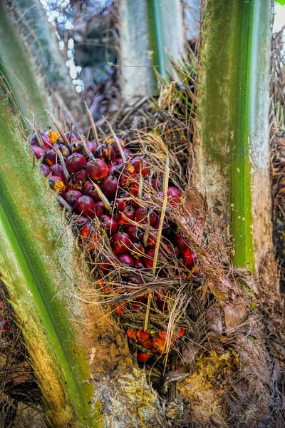 African Oil Palm (Elaeis guineensis). Oil palm originates from west africa but its cultivated in many tropical regions of the world. Indonesia & Malaysia produce about 85% of the palm oil in the world.