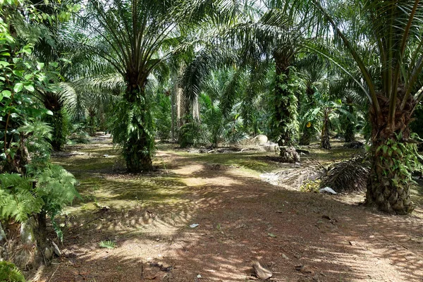 African Oil Palm Elaeis Guineensis Oil Palm Originates West Africa — Stock Photo, Image