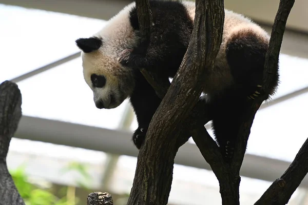 Cute Giant Panda Cub Climbing Tree Park Selective Focus — Zdjęcie stockowe