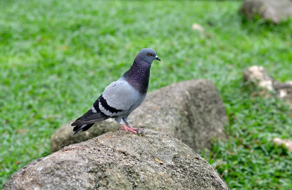 Closeup Beautiful Pigeon Park Selective Focus — 图库照片