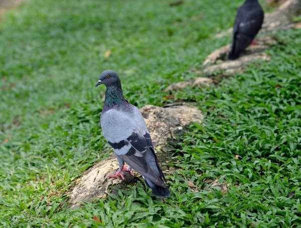 Closeup Beautiful Pigeon Park Selective Focus — Stock Photo, Image