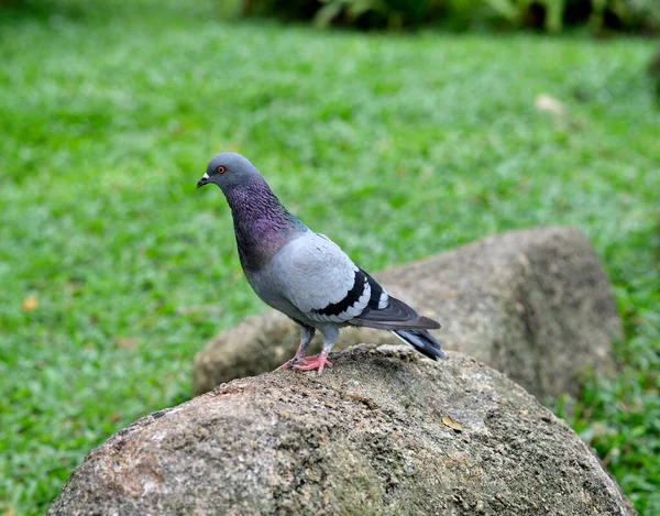 Closeup Beautiful Pigeon Park Selective Focus — Stock Photo, Image