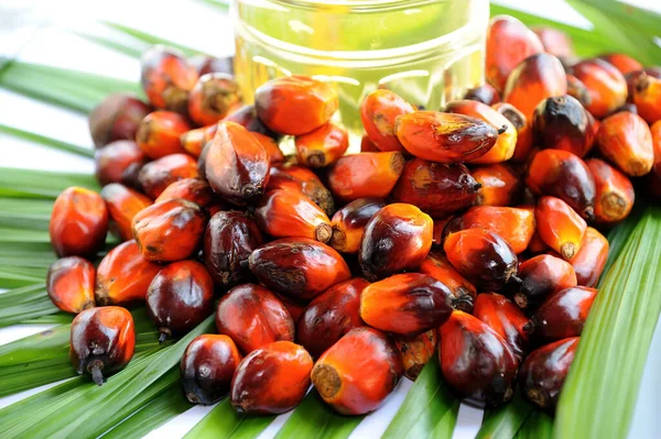 アフリカオイルパーム African Oil Palm オイルパームは西アフリカに起源を持つが 世界の多くの熱帯地域で栽培されている インドネシアとマレーシアは世界のパーム油の約85 を生産しています ストック写真