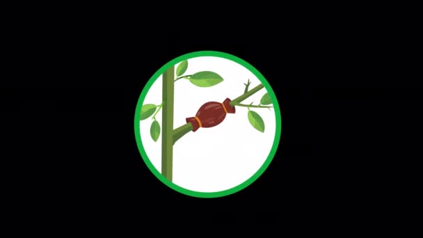 植物の動きのインフォグラフィックを移植します 植物はアルファチャンネルでアニメーションを移植します — ストック動画