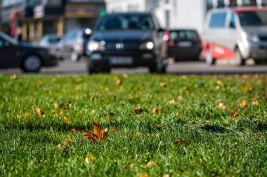 Yeşil çimenlikte hafif sonbahar akçaağaç yaprağı, seçici odak, arka planda çözülmüş sokak, yakın plan