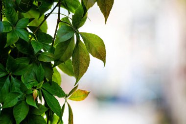 Bulanık eski bir şehrin arka planında renkli sonbahar sarmaşığı yaprakları
