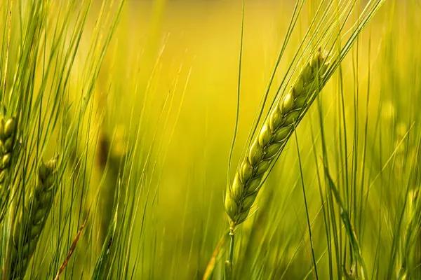 Pšeničné Ucho Pěstované Zemědělském Poli Zelené Nezralé Obiloviny Detailní Záběr — Stock fotografie