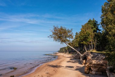 Veczemju kayalıklarında, Letonya 'da, Baltık Denizi kıyısındaki bir kum taşından sarkan huş ağacı.
