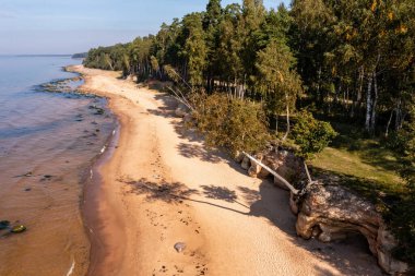 Veczemju kayalıklarında, Letonya 'da, Baltık Denizi kıyısındaki bir kum taşından sarkan huş ağacı.