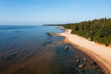 Baltık Denizi kıyısında kumlu bir sahil ve kozalaklı bir orman, Letonya