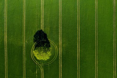 Gökyüzünden harika bir manzara yeşil bir tarlada yalnız ağaçta, mükemmel bir öğleden sonra ışığı, gölgeler ve renkler