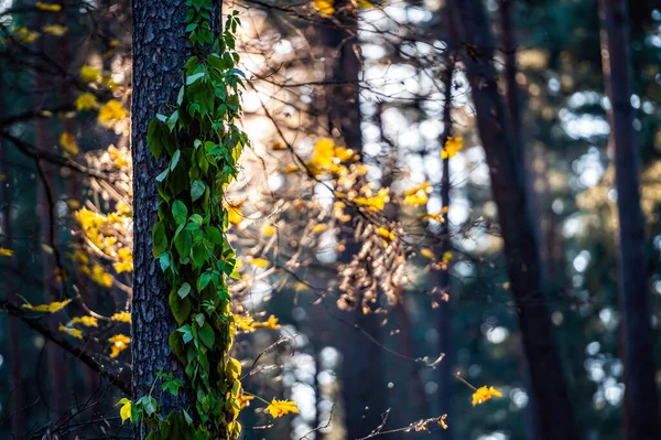 Západ Slunce Věčně Zeleném Lese Sluneční Paprsky Skrz Kmeny Borovic — Stock fotografie