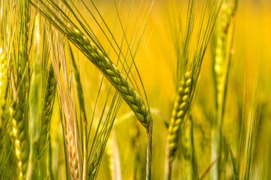 Buğday kulaklarını kapat, yaz günlerinde buğday tarlası, hasat zamanı, seçici odaklanma.