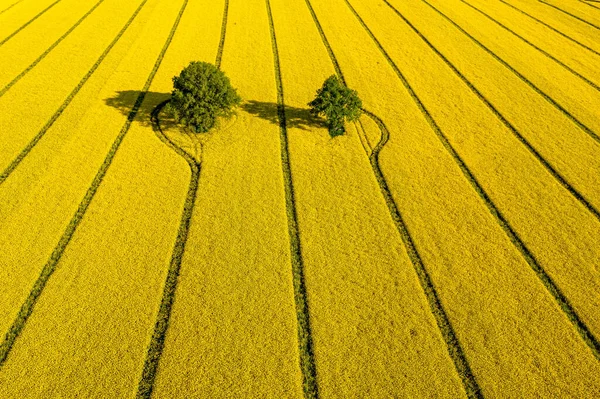 Zielone Drzewa Środku Dużego Kwitnącego Żółtego Pola Repe Widok Góry — Zdjęcie stockowe