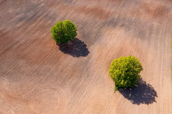 Vista Aérea Cima Para Baixo Duas Árvores Meio Campo Cultivado — Fotografia de Stock