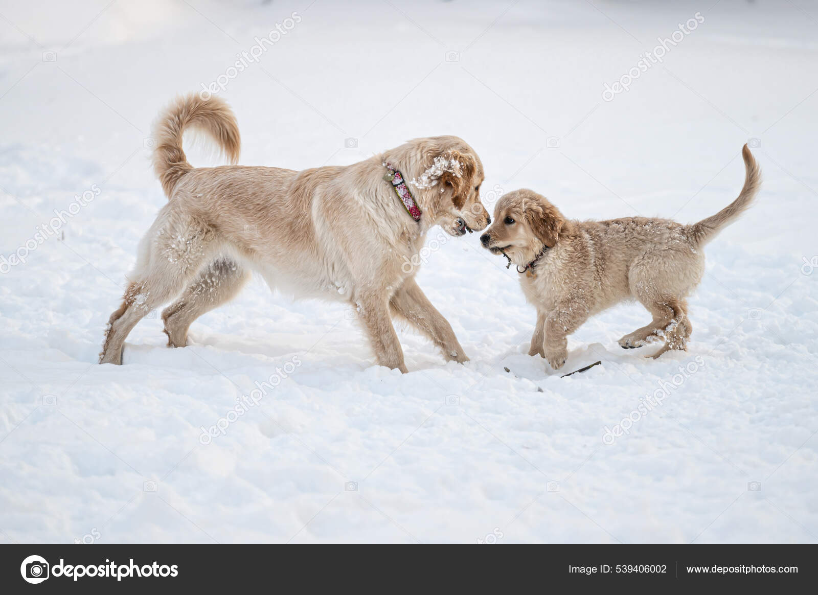 Two Golden Retrievers Run Play White Snow Стоковое Фото ©askoldsb.