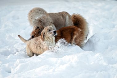 Golden retriever ve Welsh corgi soğuk bir kış gününde beyaz karda oynarlar.