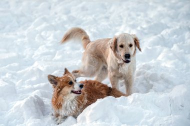 Golden retriever ve Welsh corgi soğuk bir kış gününde beyaz karda oynarlar.