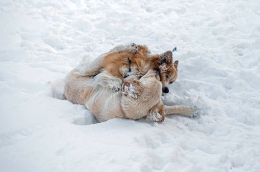 Golden retriever ve Welsh corgi soğuk bir kış gününde beyaz karda oynarlar.