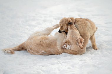 İki Golden Retriever koşar ve beyaz karda oynarlar