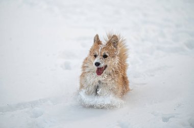 Galli Corgi Pembroke soğuk bir kış gününde beyaz karda oynar.