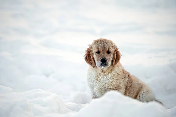 Golden Retriever Puppy Spelen Sneeuw — Stockfoto