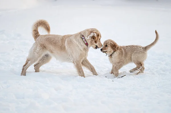Deux Récupérateurs Dorés Courent Jouent Dans Neige Blanche — Photo