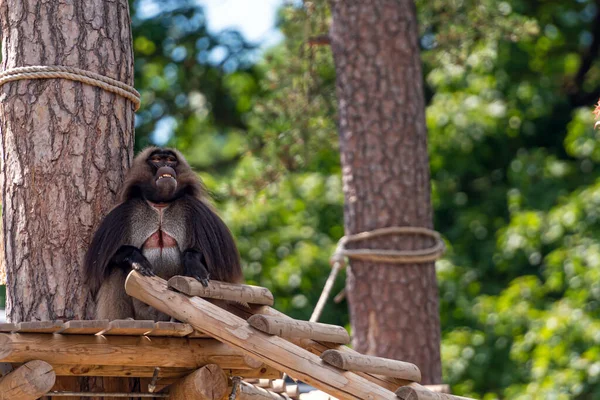 Gelada Pawian Theropithecus Gelada Siedzi Platformie Cieniu Drzewa Portret Małpy — Zdjęcie stockowe