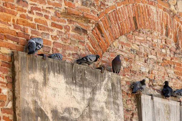 Pise Italie Août 2021 Pigeons Sur Une Plaque Commémorative Pierre — Photo