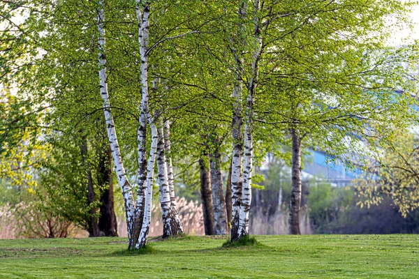 春天在白桦林里 美丽的晴天在森林里 春天的风景和白桦树在一起 — 图库照片