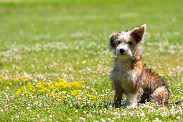 Belle Race Mixte Chiot Jouant Sur Pelouse Par Une Journée — Photo