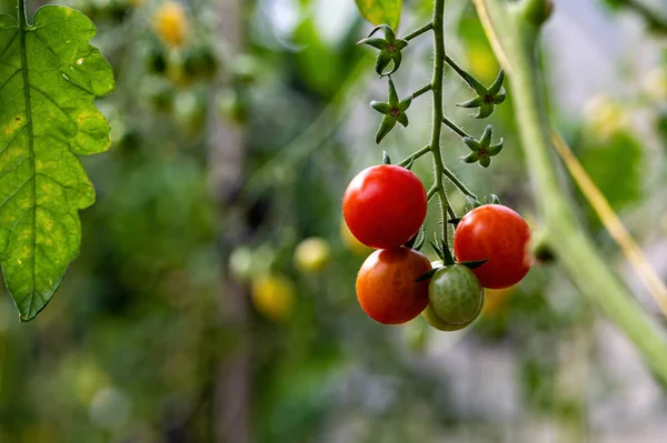 Trauben Von Reifen Tomaten Gewächshaus Tomaten Reifen Auf Einem Zweig — Stockfoto