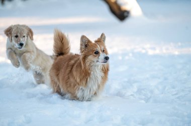 Golden retriever ve Welsh corgi soğuk bir kış gününde beyaz karda oynarlar.