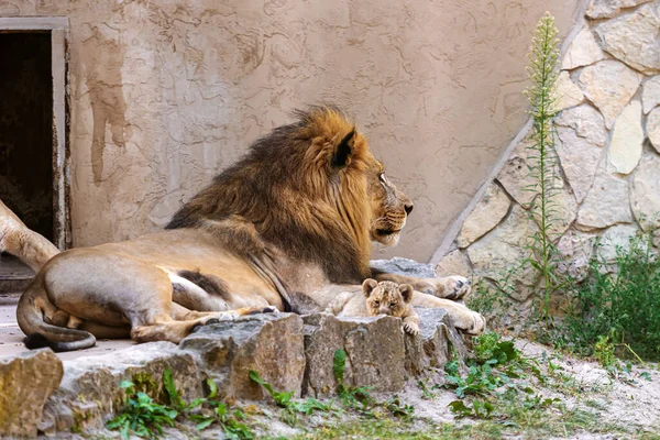 Lion Afrique Australe Panthera Leo Repose Sur Les Rochers Avec — Photo