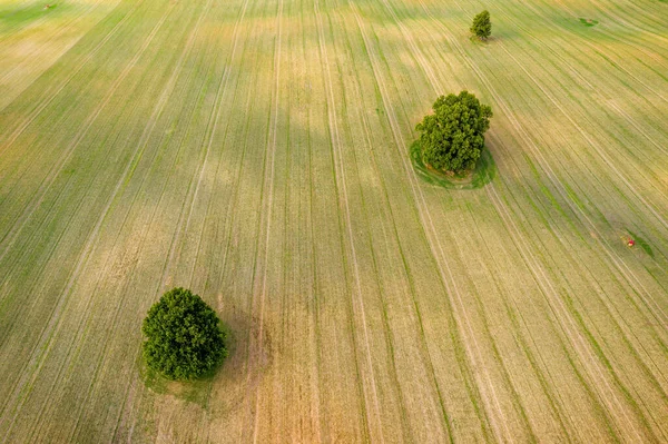 Воздушный Вид Несколько Больших Деревьев Середине Полосатого Сельскохозяйственного Поля Краю — стоковое фото