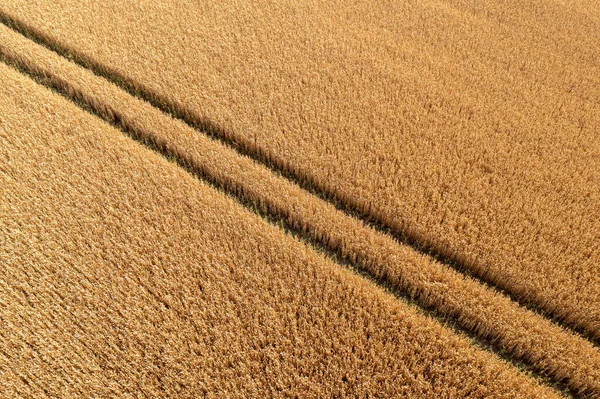 Vista Aérea Del Campo Trigo Pistas Desde Tractor Textura Agrícola — Foto de Stock