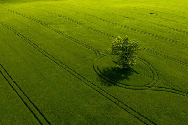 Maravillosa Vista Desde Arriba Árbol Solitario Campo Verde Luz Tarde — Foto de Stock