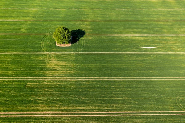 Yukarıdan Bakıldığında Yeşil Tarlalarda Gölgesi Olan Yalnız Bir Ağaç — Stok fotoğraf