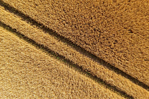 从空中俯瞰麦田和拖拉机轨道 农业纹理 小麦农场 — 图库照片