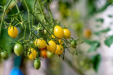 Bir serada olgunlaşmış domates demetleri, seradaki bir dalda olgunlaşmış domatesler.