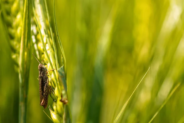 Hmyz Zelené Pšenici Detailní Záběr Selektivní Zaostření Rozostřené Pozadí — Stock fotografie