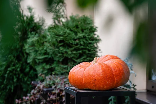 Grande Citrouille Orange Sur Une Table Bois Sur Terrasse Concept — Photo