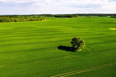 Yukarıdan bakıldığında, yeşil bir tarlada gölgeleri ve arka planda ormanı olan yalnız bir ağaç.