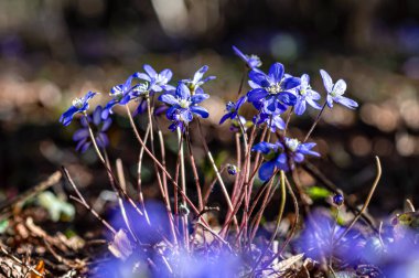 Anemonoides blanda, syn. Anemone blanda, Balkan şakayığı, rüzgâr çiçeği, yakın plan, seçici odak