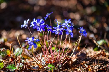 Anemonoides blanda, syn. Anemone blanda, Balkan şakayığı, rüzgâr çiçeği, yakın plan, seçici odak